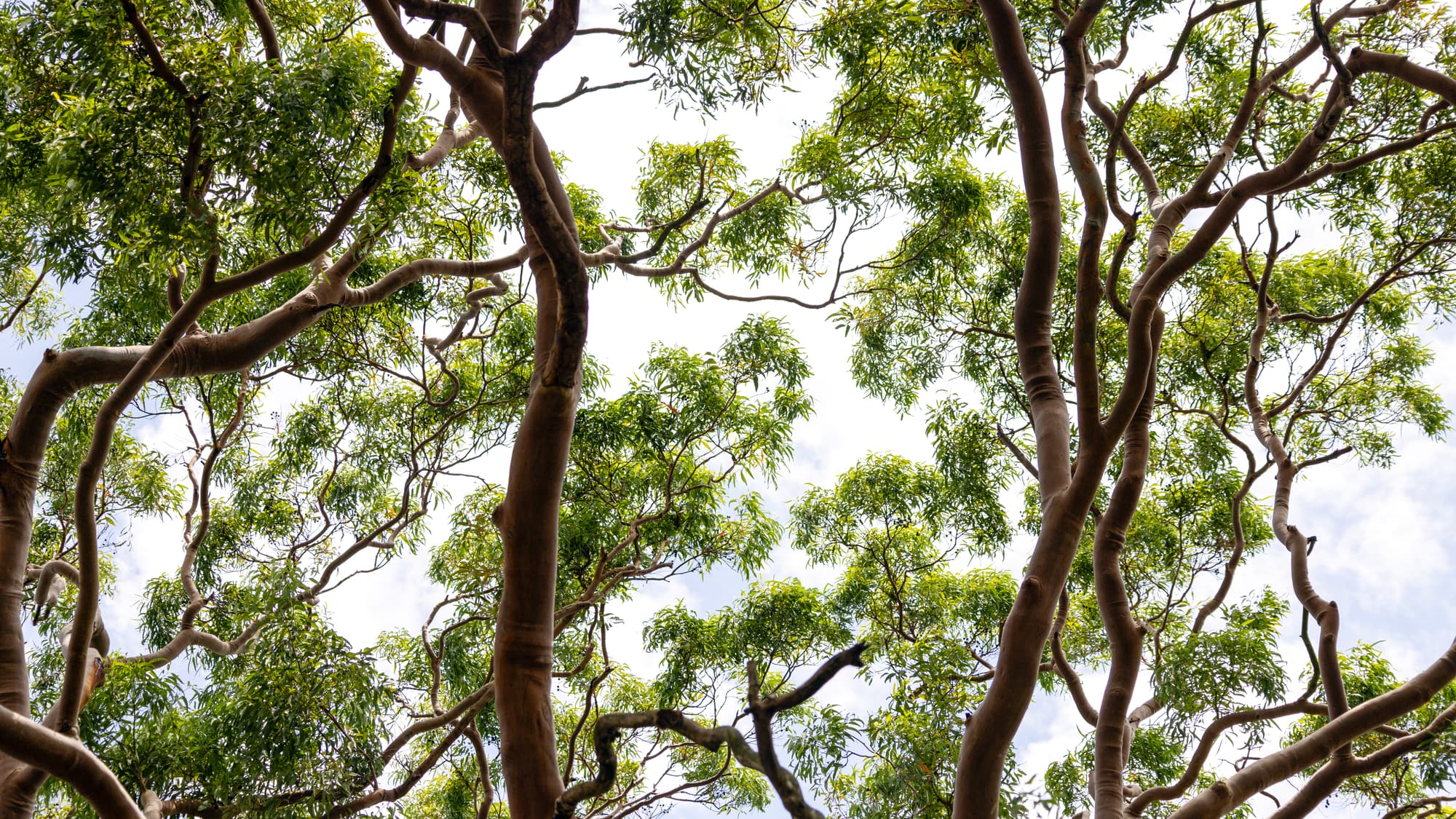 Eucalypt branches and leaves seen from below against a bright sky